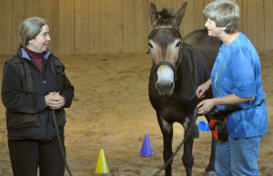 Clinic Fun: Let the Equines Watch While the Humans Learn