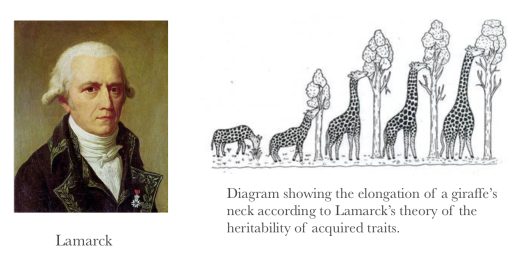 Lamarck and his giraffes