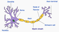 nerve cell 5