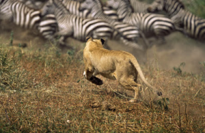 zebras lion