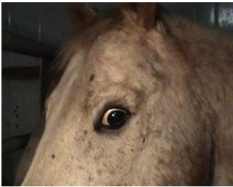 frightened-horse-close-up