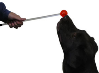 dog touching a target