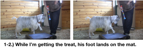 Goat Diaries Day 3 E's First Platform Session - Worried -pawing 2 photos 1.png