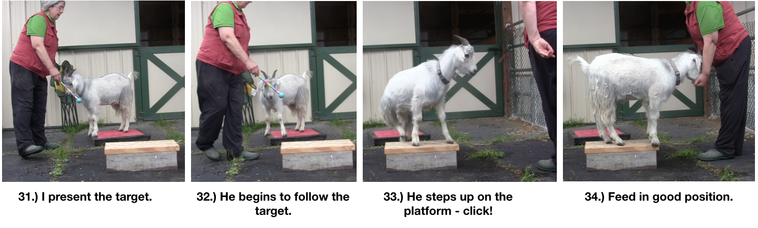 Goat Diaries Day 4 Two Platforms Pt 2 What a Nimble Goat - panels 31-34.png
