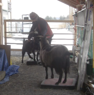 Goat Diaries Trixie being combed